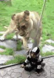 Lion Tries To Eat Baby Gifs Get The Best Gif On Gifer