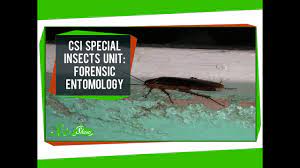 Csi Special Insects Unit: Forensic Entomology - Youtube