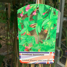 Image result for Jasminum beesianum