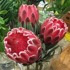 Pin Auf Fleurs
