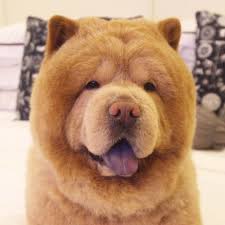 chowder the bear dog a chowchow from the philippines photo by 11 reasons why the chow chow is an unusual dog breed bear dog big fluffy dogs unusual dog breeds