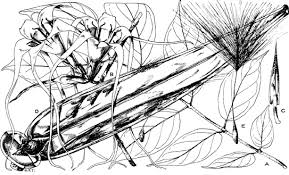 Image result for Strophanthus sarmentosus