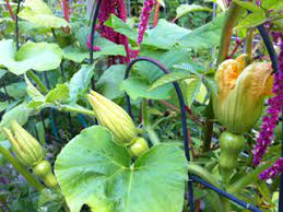 Male squash flowers grow on long stems, whereas the female flower have a little squash bud beneath it, which looks like a miniature squash. Why Male Female Squash Flowers Are Required Garden Mentors