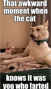 Pin On Cutest Dogs In The World