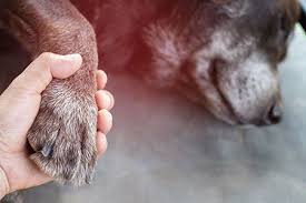 The most common one used in medicine for euthanasia is pentobarbital. Veterinary Euthanasia The Last Act Of Love