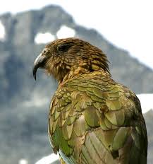 Common Birds Of The New Zealand Forest Common Birds Bird Wallpaper Birds