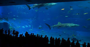 Churaumi Aquarium Main Tank Kuroshio Sea Amazing Aquariums Okinawa Aquarium