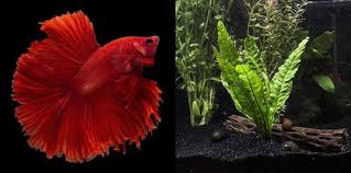 Toko ikan hias barito aquarium yang berada di jalan keramat pela no. 7 Tanaman Hias Untuk Akuarium Ikan Cupang Cantik Theasianparent Indonesia