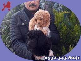 https www facebook com toypoodle toypoodle poodle kopek
