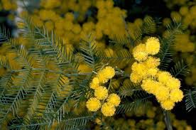 Image result for Acacia kamerunensis