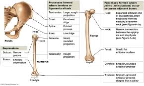 A Series Of Three Bones Showing The Basic Bone Markings