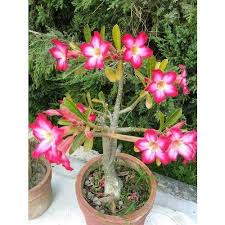 Maybe you would like to learn more about one of these? Full Sun Exposure Natural Adenium Graft Plant Packaging Type Bag Rs 250 Unit Id 4722701388