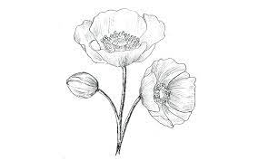 13 Easy Steps Poppy Flower Drawing Realistic Poppy Flower Art - Drawwiki