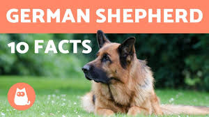 We offer faithful companions and courageous guardians which include the highest quality world champion bloodlines. Types Of German Shepherd All Breed Variations