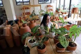 Selain itu, tanaman hias juga bisa membersihkan udara, lho. 3 Tanaman Hias Daun Yang Mudah Perawatannya