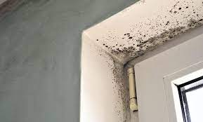 Mould On Bathroom Walls
