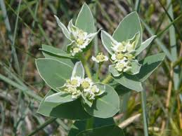 Image result for Cavacoa aurea