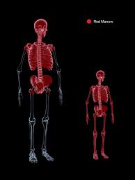 Yellow and red bone marrowsupport us. Epos Trade