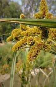 Image result for Cyperus dives