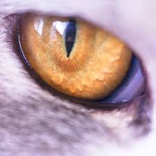 The exact function of the third eyelid in cats is not completely known but it is believed to help protect a very large cornea from injury as cats move through tall grass or capture prey. Conjunctivitis In Cats
