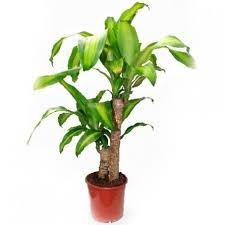 Planta Verde De Interior Tronco De Brasil Abonos Para Plantas Plantas Verdes Plantas