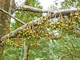 Budak teh babari wanoh, wanoh nyaeta …. Durian Waras Farm
