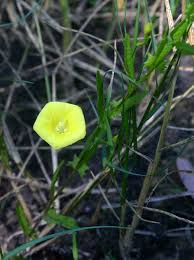 Image result for Xenostegia tridentata
