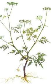 Les Fruits Bios Du Sud Les Bienfaits De La Petite Cigue Plante Herbacee Fruit Bio Fleurs Ete