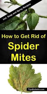 Maybe you would like to learn more about one of these? How To Get Rid Of Spider Mites Spider Mites How To Get Rid Of Spiders Get Rid Of Spiders