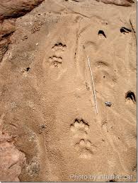 Mountain Lion Tracks Poc Kevin daniel is a renowned wildlife artist and painter who demonstrates his passion for nature with his wildlife prints. mountain lion tracks poc