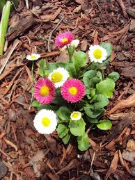 This plant likes sun with afternoon shade, prefers cool temperatures, as well as cool, moist, fertile soil. Plant Database Entry For English Daisy Bellis Perennis Speedstar Mix With 2 Images And 16 Data Details Bellis Perennis Plants Shade Flowers Perennial