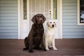 Akc Labrador Retriever Puppies In Arizona