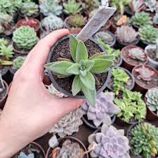 Image result for Aeollanthus parvifolius