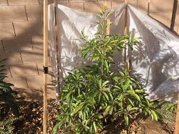 Trees are fast growing and bear fruit in 2 to 3 years. Growing Tropical Fruit Trees In Zone 9b Garden Of Luma