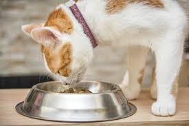 3 cat feeding methods pros and cons of each hills pet