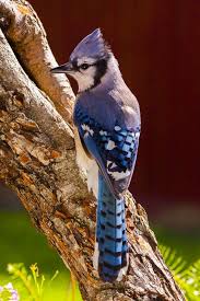 Houston Texas Usa By Alfonso Zapata Birds Bird Animals