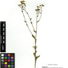 Image result for Schistostephium crataegifolium