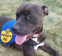 One thing about pit bulls is that they are raised to be friendly with people and tend to have strong relationships with their families. Clear The Shelter 2019 How Many Central Indiana Pets Found Homes