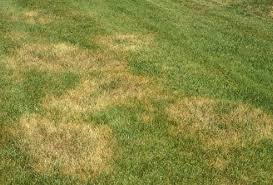 But it is very stressful to the lawn and usually requires some reseeding with zoysia grass seed afterward. 7 Steps To Avoid Zoysia Patch In Your Zoysia Lawn Turf Masters Lawn Care