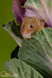 Hand picked by an independent editorial team and updated for 2021. One Photographer S Colorful Close Up Shots Of Harvest Mice Are Beautiful Harvest Mouse Cute Animal Pictures Cute Animals