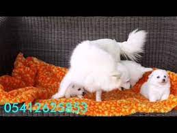 spitz yavru 05412625853 kopek japonca