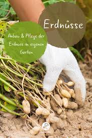 Erdnusse Alles Rund Um Den Anbau Des Exotischen Snacks Im Eigenen Garten Die Pflege Und Ernte Findet Ihr Garten Anpflanzen Gemusegarten Tipps Garten Pflanzen