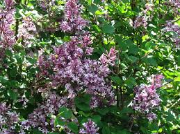 Image result for Syringa meyeri ´Palibin