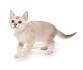 Burmese Kittens For Sale by Reputable Breeders | Pets4You