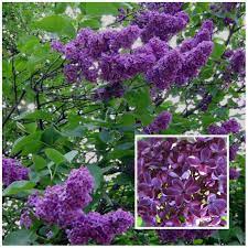 Our Favourite 8 Flowering Hedges Lilac Tree Lilac Flowers Flower Essences