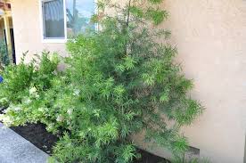 We did not find results for: Afrocarpus Gracilior African Fern Pine Plantmaster