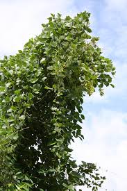 Image result for Mucuna poggei