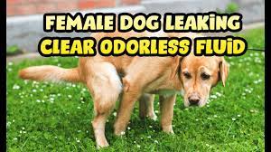 Female Dog Leaking Clear Odorless Fluid 2021 Spayed Girl Puppy Liquid