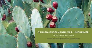 Purple succulents and cacti look great in containers and when planted in the ground. Opuntia Engelmannii Var Lindheimeri Texas Pricklypear Succulents And Sunshine Succulents Types Of Succulents Planting Succulents