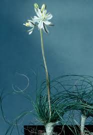 Image result for Drimia elata